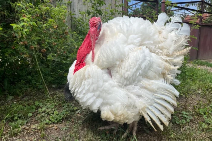 Добовий молодняк індичат важкого кроссу Біг 6- фото № 1