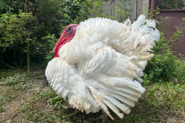 Добовий молодняк індичат важкого кроссу Біг 6- фото № 3