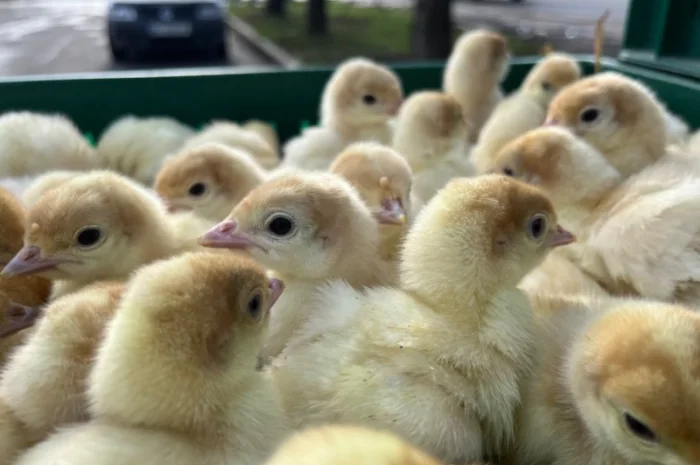 Добовий молодняк індичат важкого кроссу Біг 6- фото № 5