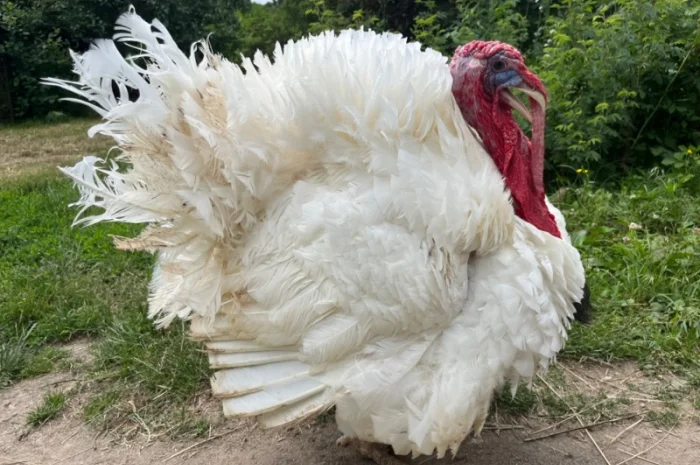 Добові індичата Біг 6 з доставкою по Україні- фото № 1