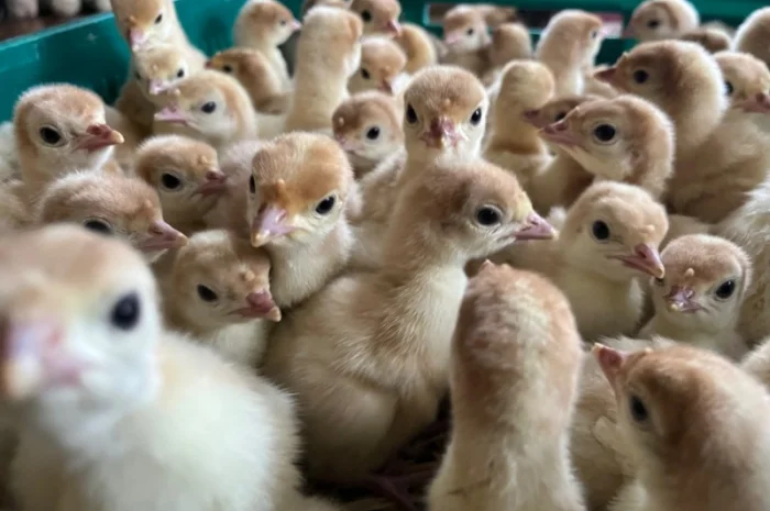 Добові індичата Біг 6 з доставкою по Україні- фото № 3