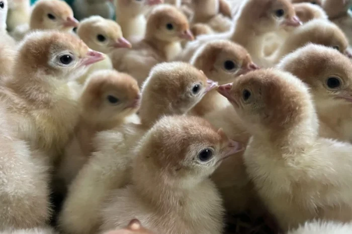 Добові індичата Біг 6 з доставкою по Україні- фото № 5