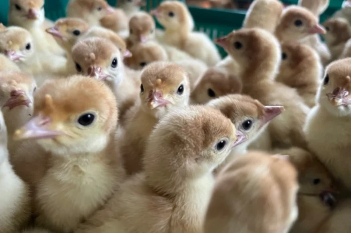 Роздрібна торгівля індичатами важкого кросу Біг 6- фото № 2