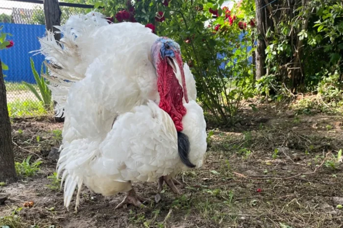 Роздрібна торгівля індичатами важкого кросу Біг 6- фото № 5