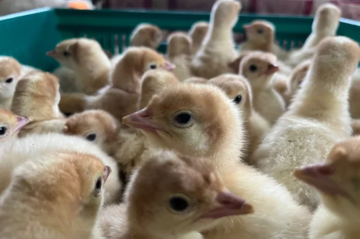 Реалізовуємо добових індичат Біг 6- фото № 1