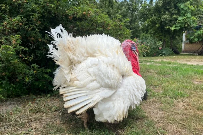 Реалізовуємо добових індичат Біг 6- фото № 2