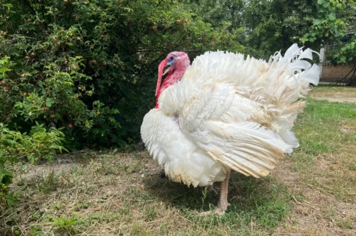 Реалізовуємо добових індичат Біг 6- фото № 4