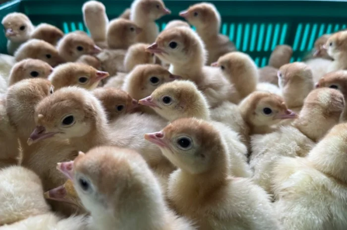 Бройлерний індик Біг 6 з доставкою по Україні- фото № 1