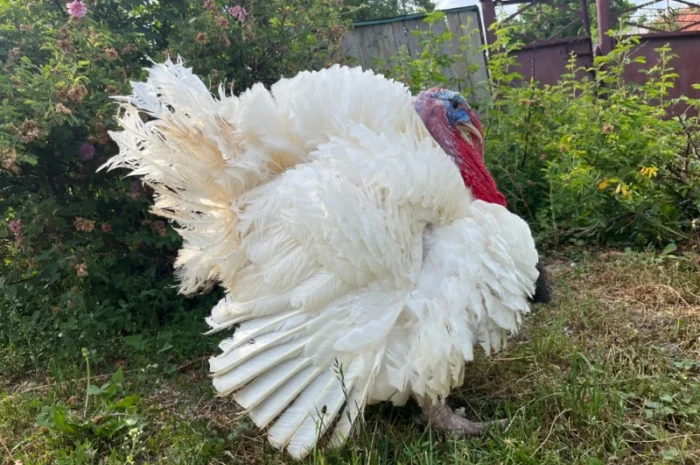 Продаж одноденних індичат Біг 6- фото № 1