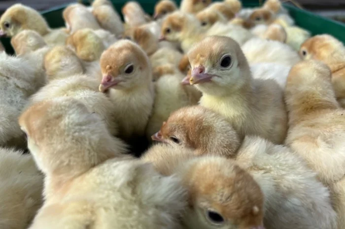 Продаж одноденних індичат Біг 6- фото № 3