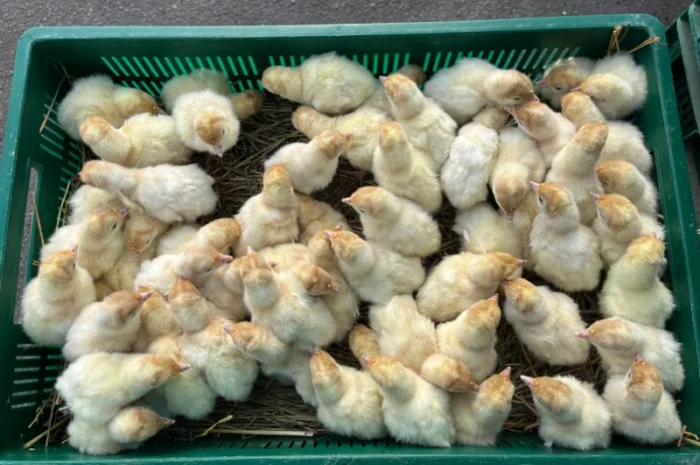 Продаж одноденних індичат Біг 6- фото № 4