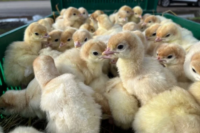 Реалізовуємо добові індичата породи Біг 6- фото № 4