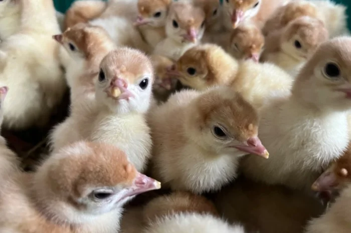 Індичата добові важкого кроссу Біг 6- фото № 3