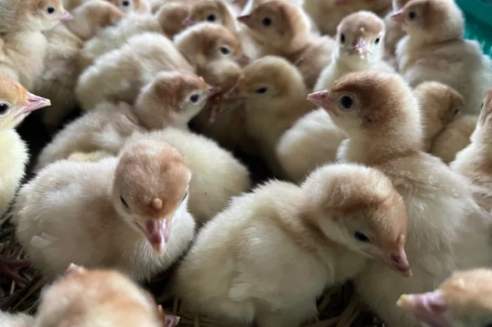 Індичата добові важкого кроссу Біг 6- фото № 4