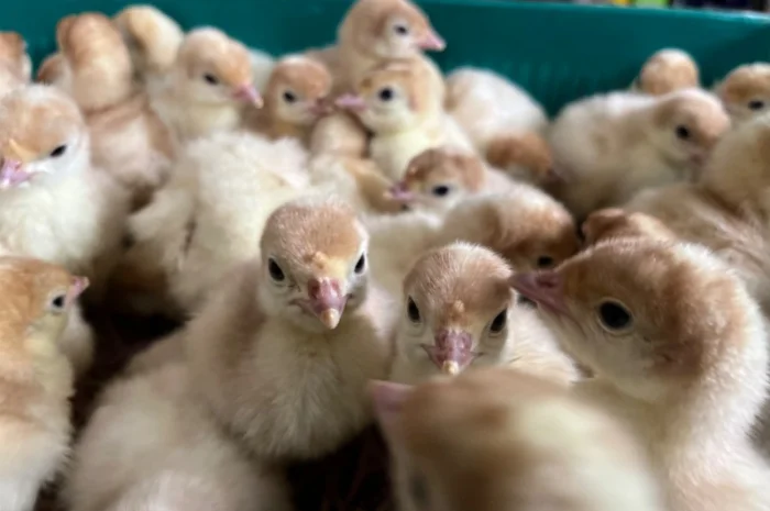 Індичата добові важкого кроссу Біг 6- фото № 5