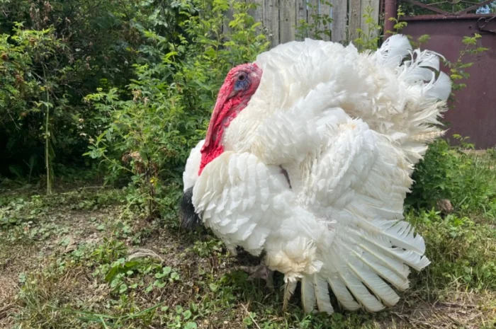 Добові індичата важковаговики Біг 6- фото № 1