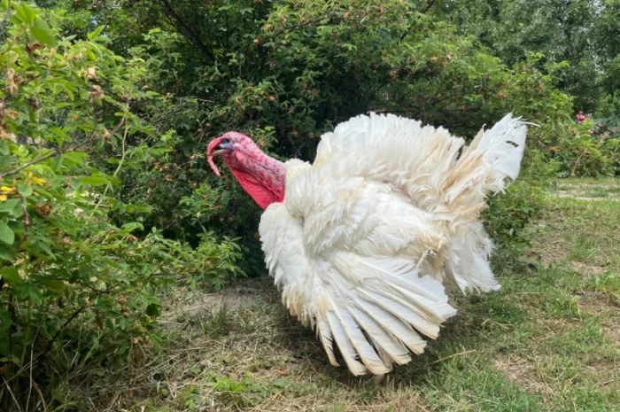 Добові індичата важковаговики Біг 6- фото № 2
