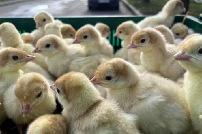 Продаж добових індичат породи Біг 6 Опт та роздріб- фото № 1