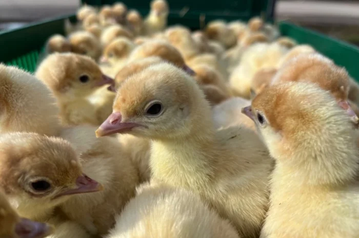 Продаж добових індичат породи Біг 6 Опт та роздріб- фото № 2