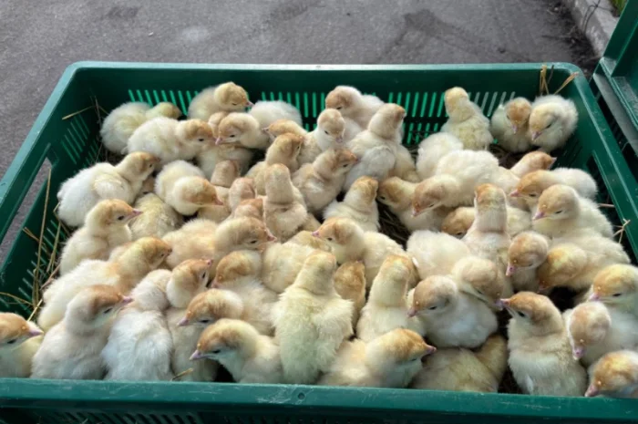 Продаж добових індичат породи Біг 6 Опт та роздріб- фото № 3