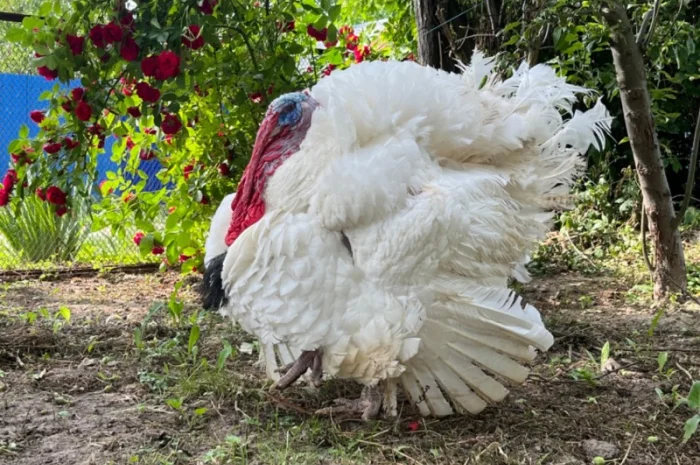 Продаж добових індичат породи Біг 6 Опт та роздріб- фото № 4