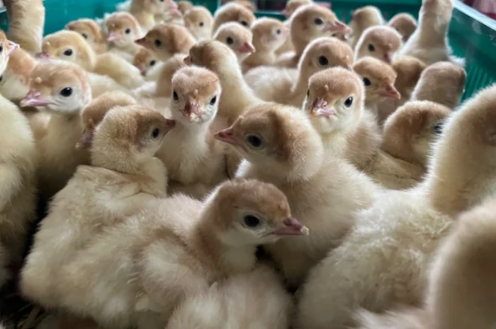 Роздрібна торгівля добовими індиками Біг 6- фото № 1