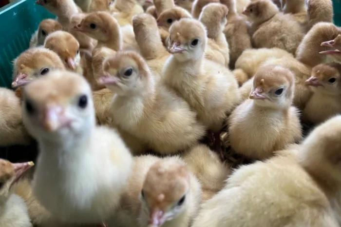 Роздрібна торгівля добовими індиками Біг 6- фото № 2