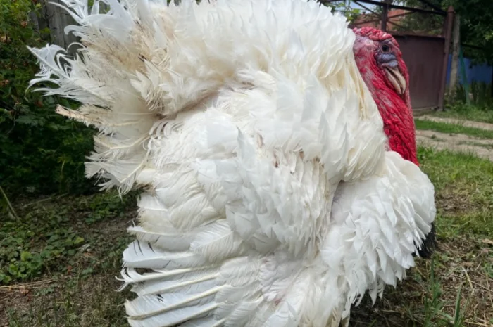 Роздрібна торгівля добовими індиками Біг 6- фото № 4