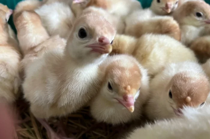 Опт та роздріб індик важковаговик Біг 6- фото № 1