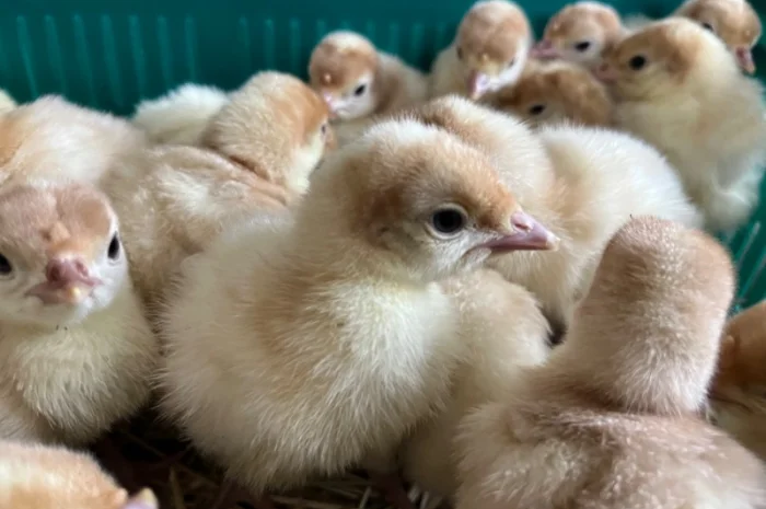 Опт та роздріб індик важковаговик Біг 6- фото № 2