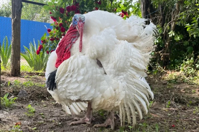 Опт та роздріб індик важковаговик Біг 6- фото № 4