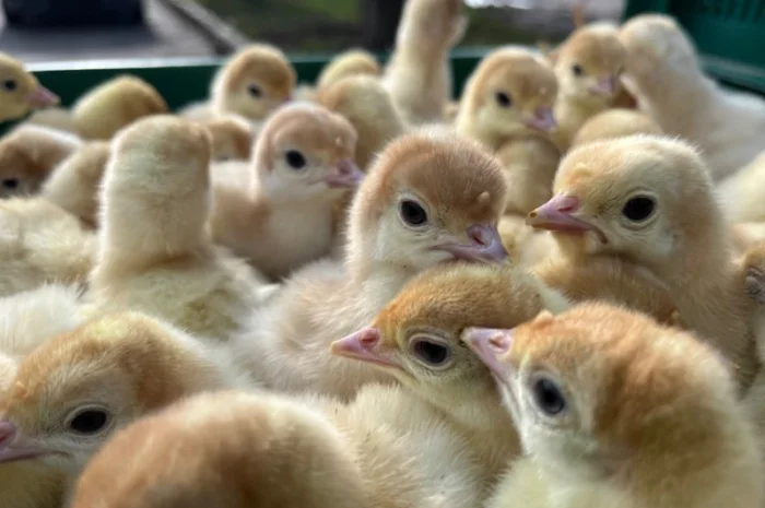 Доставляємо індичат важкого кросу Біг 6- фото № 1