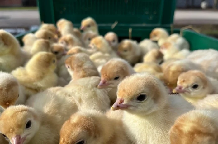 Доставляємо індичат важкого кросу Біг 6- фото № 2