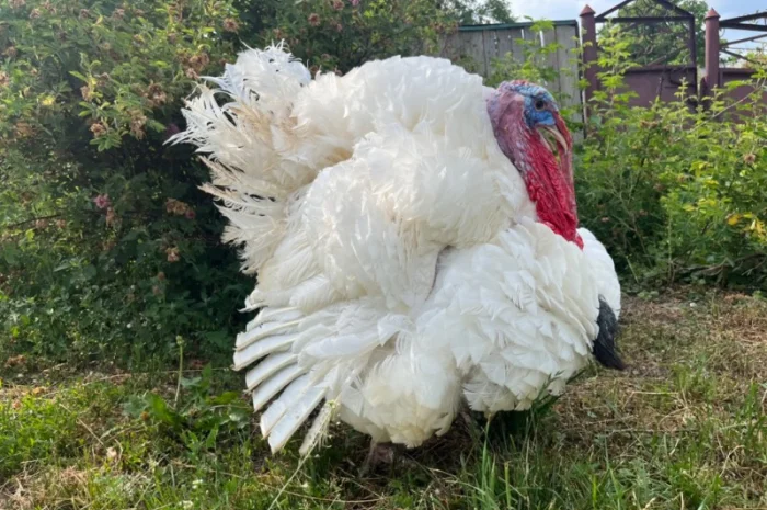 Доставляємо індичат важкого кросу Біг 6- фото № 4