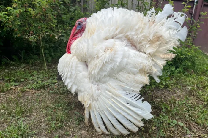 Продаж бройлерних індичат Біг 6 доставка по області та Україні- фото № 1