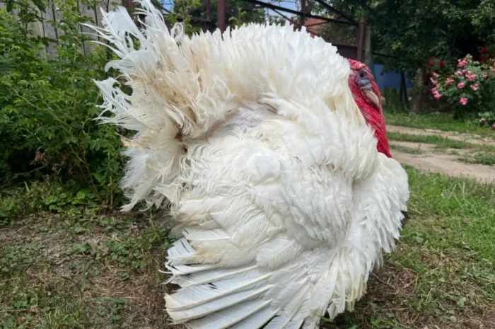 Продаж бройлерних індичат Біг 6 доставка по області та Україні- фото № 2