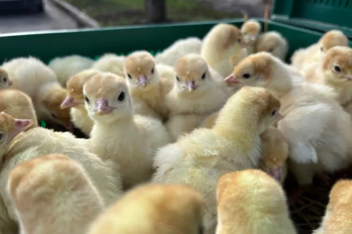 Продаж бройлерних індичат Біг 6 доставка по області та Україні- фото № 5