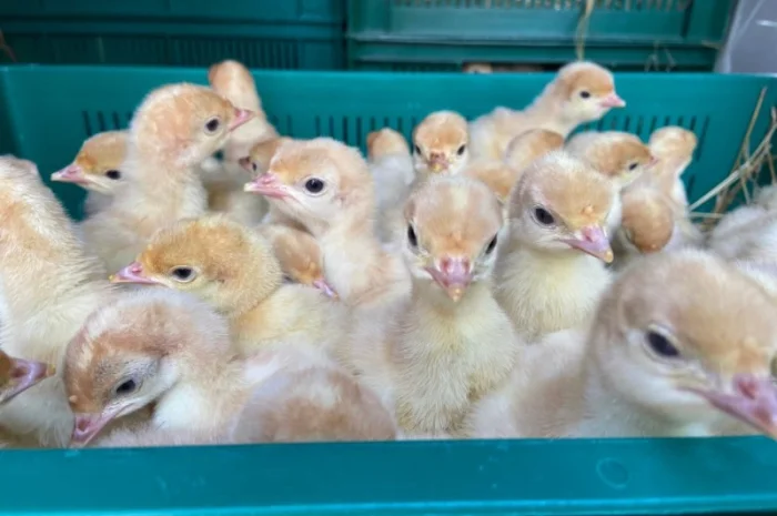 Пропонуємо одноденних індичат Біг 6 з доставкою- фото № 1