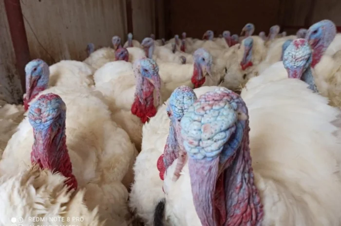 Пропонуємо одноденних індичат Біг 6 з доставкою- фото № 3