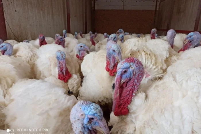 Індичата Біг 6 Венгерське потомство- фото № 1