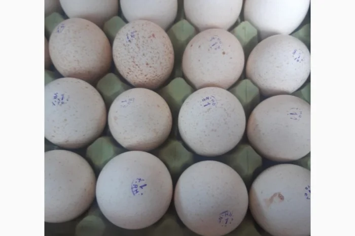 Індичата Біг 6 Венгерське потомство- фото № 2