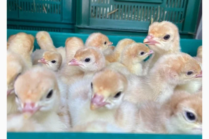 Індичата Біг 6 Венгерське потомство- фото № 3