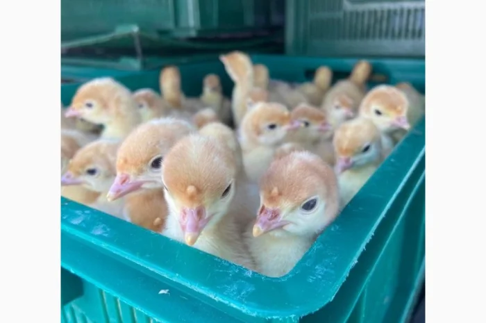 Індичата Біг 6 Венгерське потомство- фото № 4