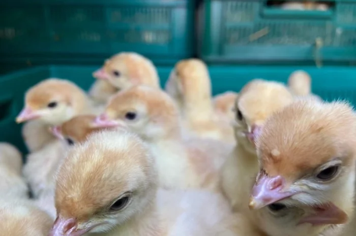 Індичата Біг 6 Венгерське потомство- фото № 5