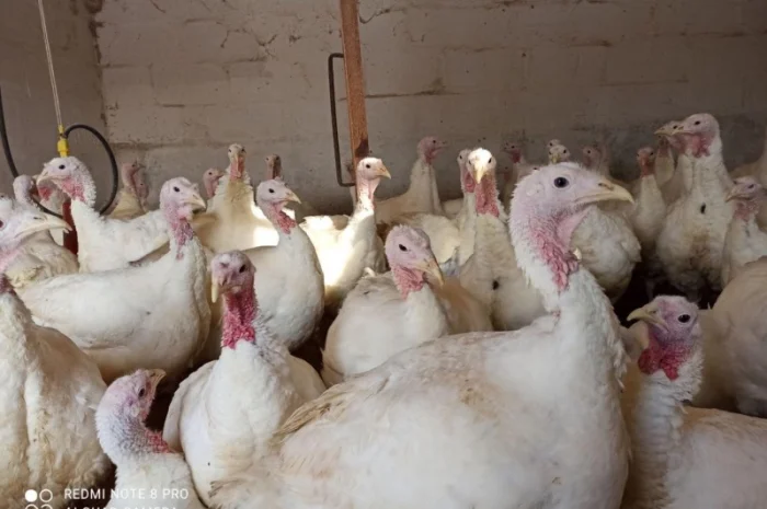 Індичата Біг 6 Венгерське потомство- фото № 6