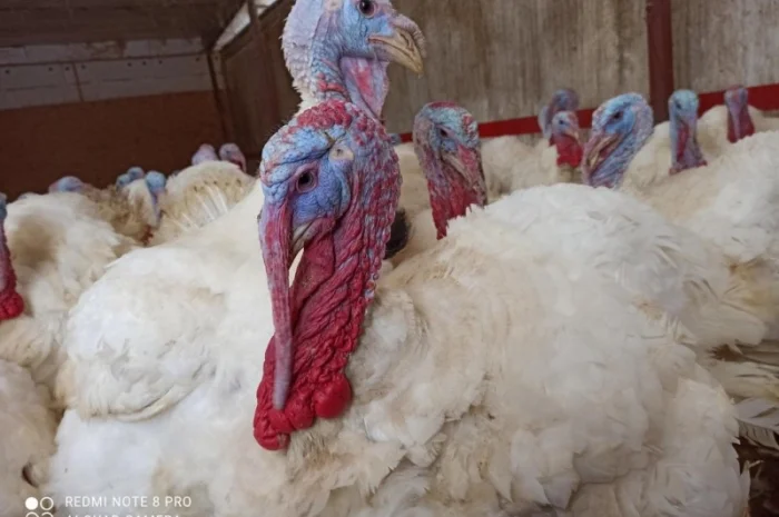 Індичата вадкого кроссу Біг 6 Опт та у роздріб- фото № 1