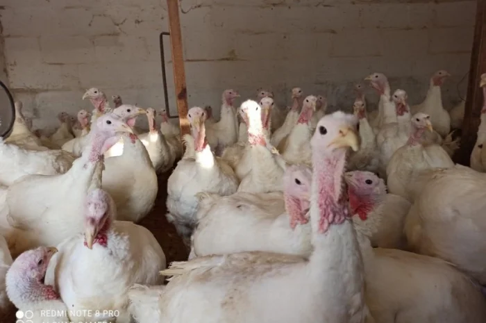 Індичата вадкого кроссу Біг 6 Опт та у роздріб- фото № 3