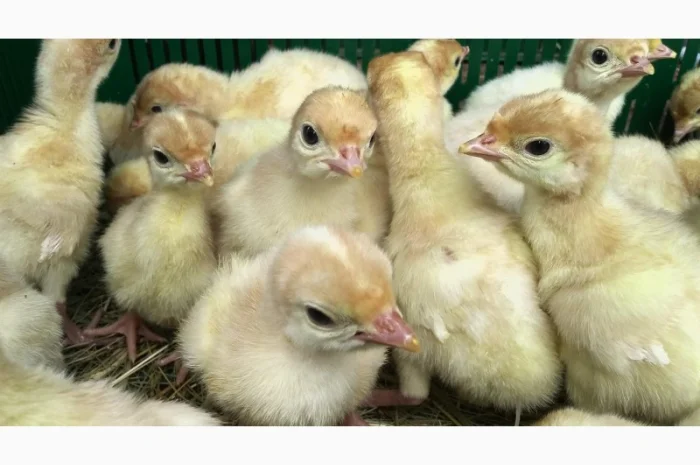 Індичата вадкого кроссу Біг 6 Опт та у роздріб- фото № 5