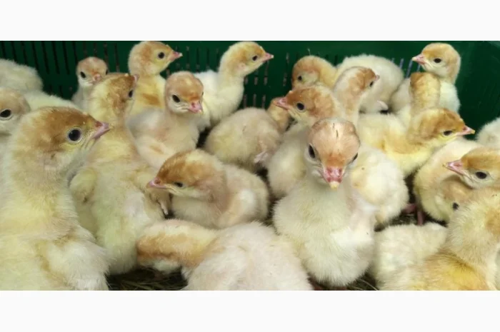 Індичата вадкого кроссу Біг 6 Опт та у роздріб- фото № 6