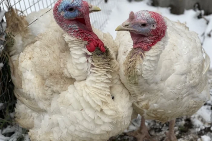 Добові індичата кросса Big 6(B.U.T.)- фото № 2